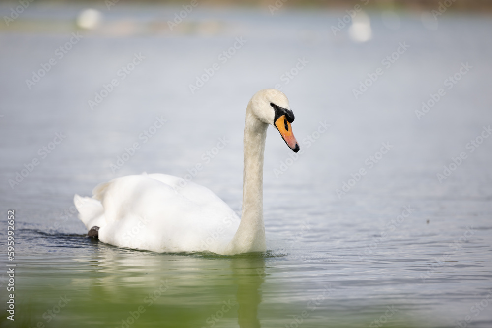 swan on the lake