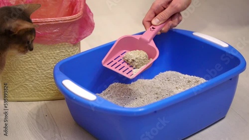 Man cleaning cat litter tray at home, closeup. Cute blue Abyssinian cat watching the process. Cleanliness, pet care and hygiene concept.