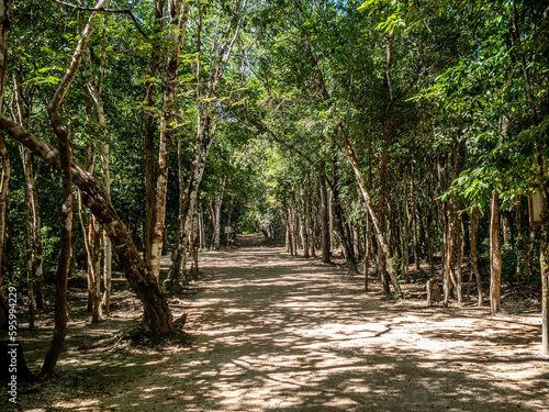 Empty road in the jungle photo