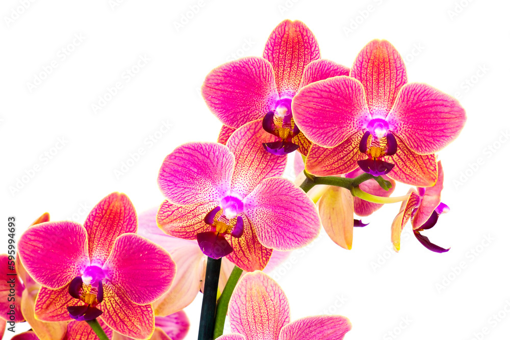 Fototapeta premium Beautiful orchid flowers - phalaenopsis