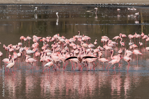 Pink Flamingo flock eats algae in Lake Nakuru National Park Kenya Africa photo