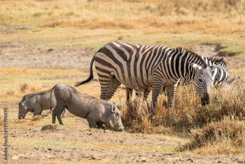 Zebra and warthogs forage in the grass of Lake Nakuru National Park Kenya