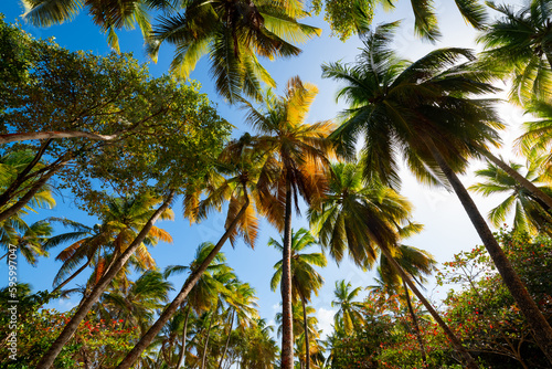 Palm treetops at    Anse Michel    a wild white beach in the south of tropical island Martinique  France  in the Caribbean sea. Colorful foliage and fronds from frog perspective on a sunny blue sky day.