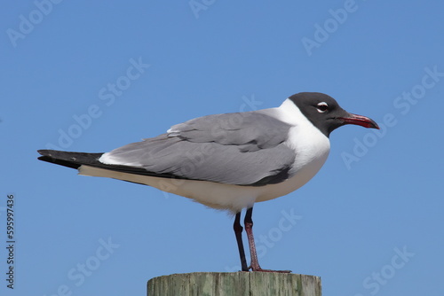Black-headed gull perched on post. 