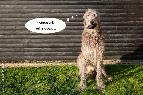 Scottish Deerhound mit einer Nachricht