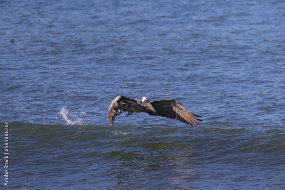 Naklejka premium Brown pelican taking off in surf. 