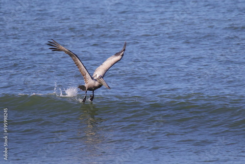 Brown pelican taking off in surf. 