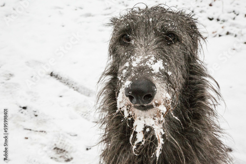 Scottish Deerhound im Schnee