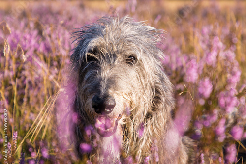 Scottish Deerhound