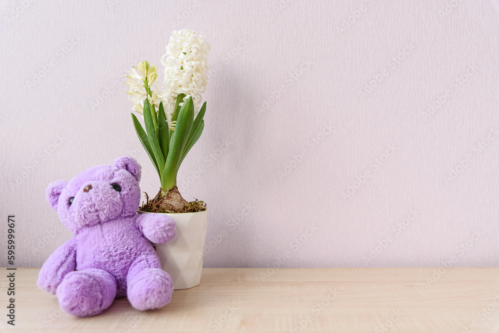 A white flowering hyacinth grows in a mug, stands on the table, next to a teddy lilac bear, a spring background with a copy space