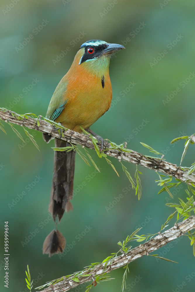 Lesson´s Motmot foraging for food Lesson´s Motmot foraging for food