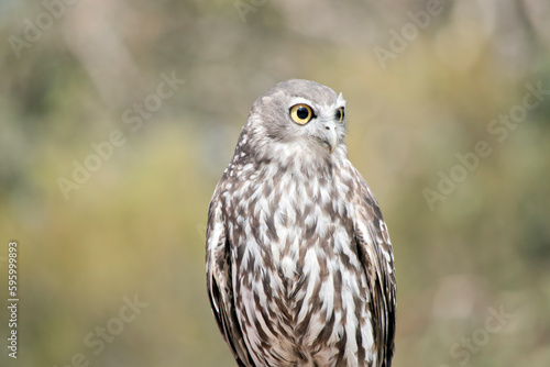 this is a close up of a barking owl