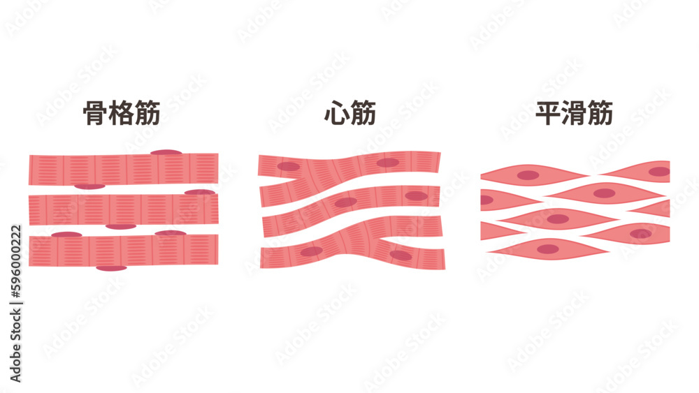 筋肉の種類のイラスト_骨格筋_心筋_平滑筋 素材庫向量圖 Adobe Stock