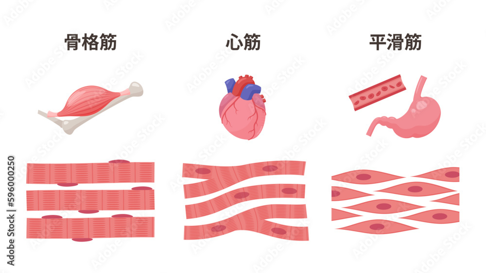 筋肉の種類のイラスト_骨格筋_心筋_平滑筋 Stock ベクター Adobe Stock