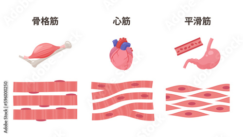 筋肉の種類のイラスト_骨格筋_心筋_平滑筋
