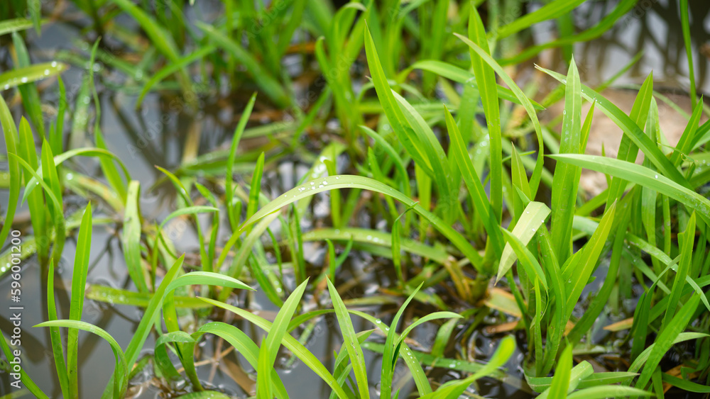 green grass with drops green grass with drops