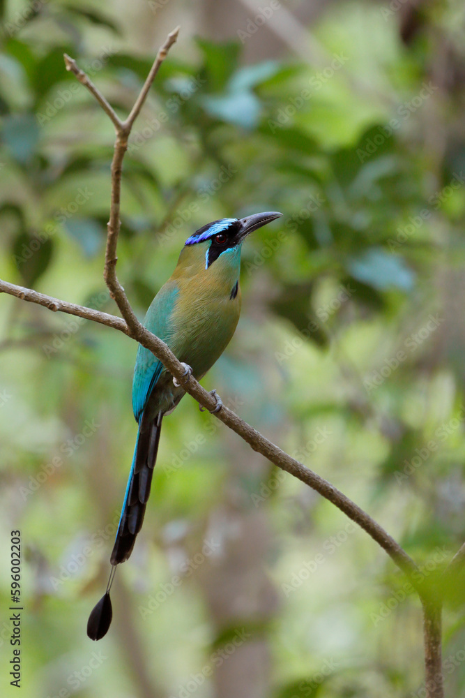 Obraz premium Lesson´s Motmot foraging for food