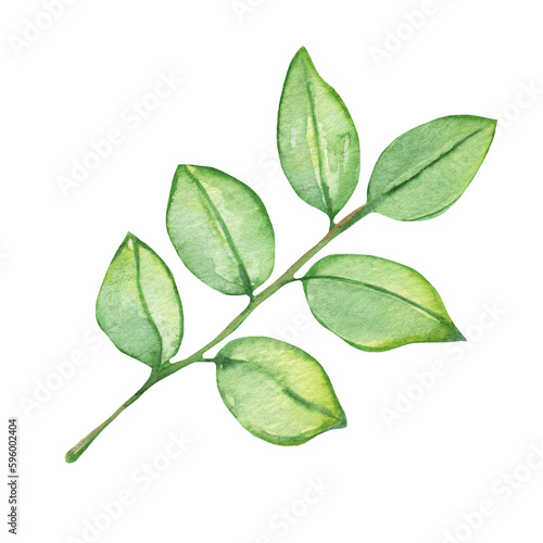Watercolor green leaves elements. Botanical isolated on white background suitable for Wedding Invitation, save the date, thank you, or greeting card.