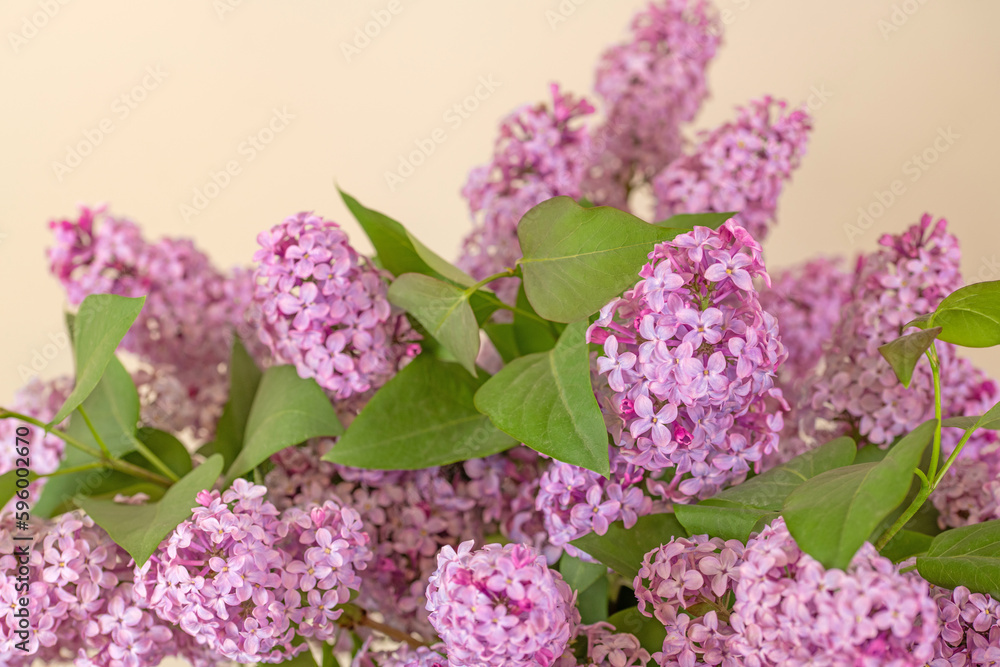 Fototapeta premium Violet Lilac Flowers on Table