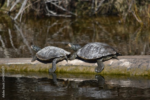 Turtles on a log 