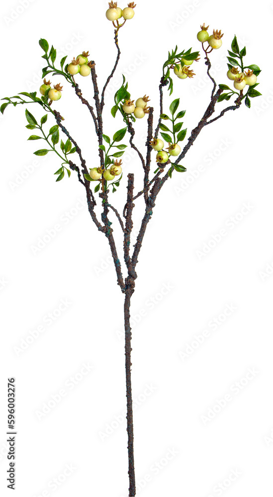 Pomegranate branch with transparent png background