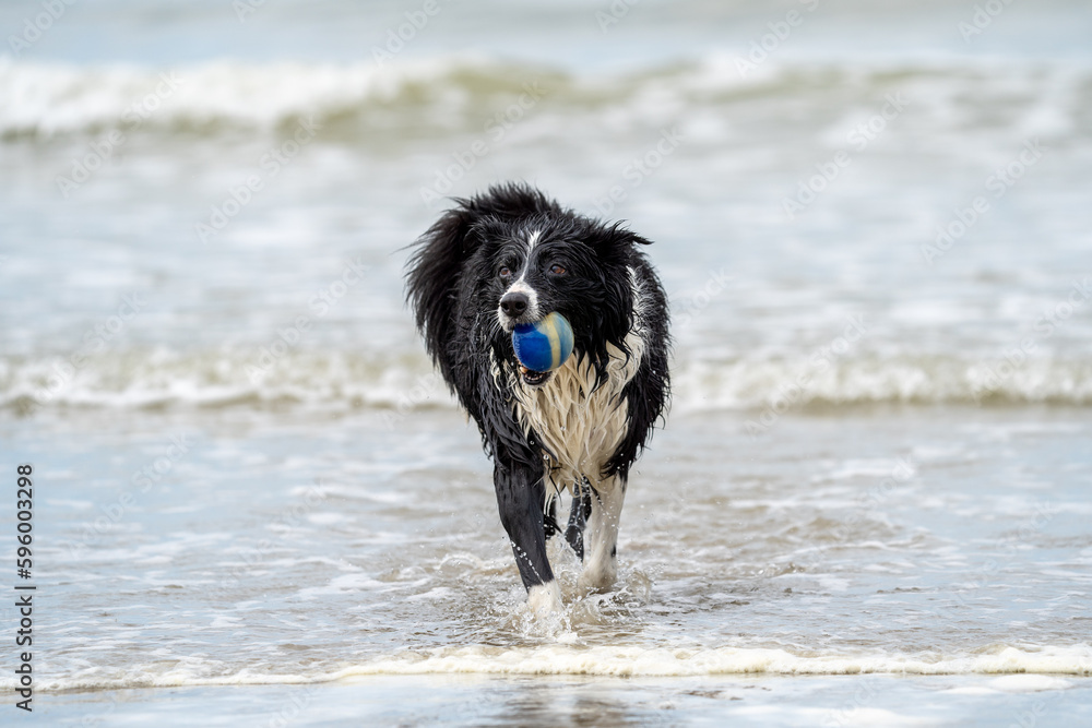 border collie playing with ball on the beach