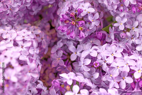 Purple Lilacs Background