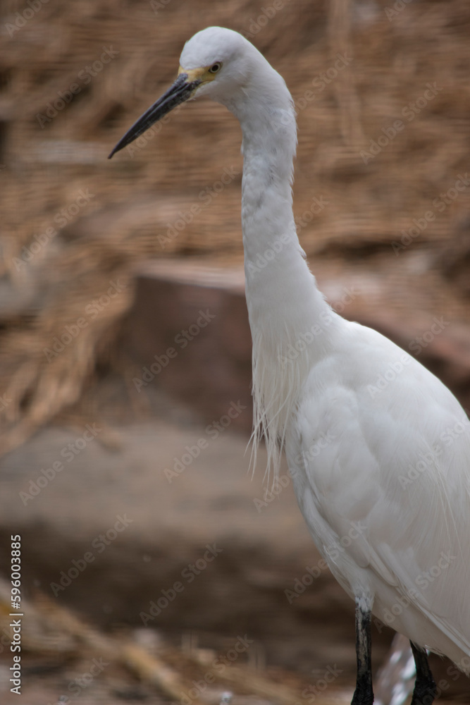 Fototapeta premium this is a side view of a great egret