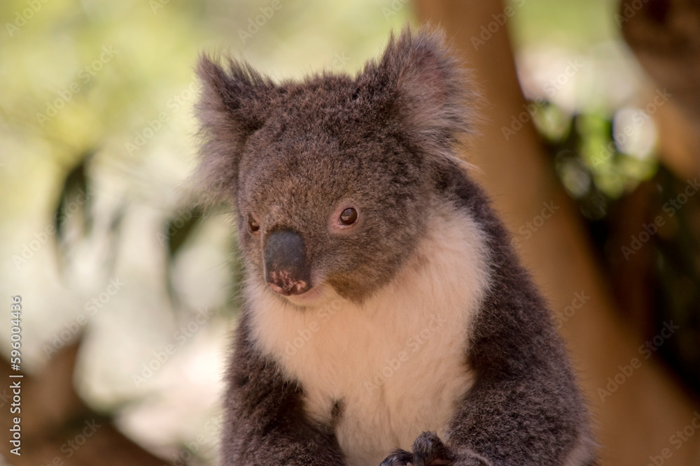 Fototapeta premium this is a close up of a koala