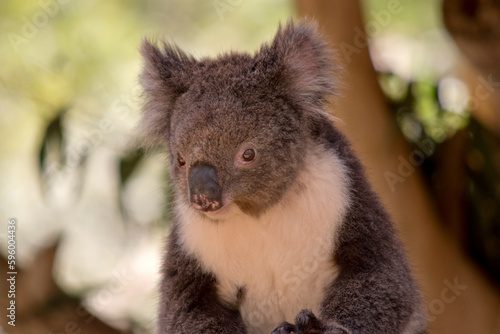 this is a close up of a koala