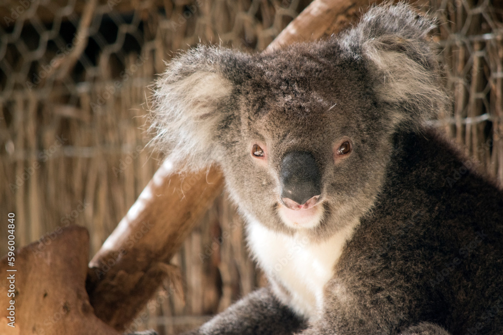Fototapeta premium this is a close up of a koala