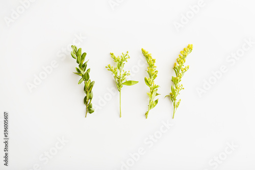 minimalistic flower arrangement on a white background. green leaves and yellow flowers top view.