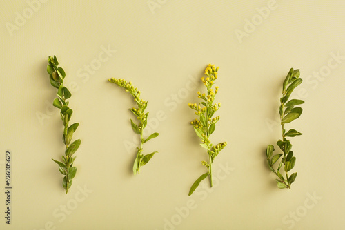 simple spring concept. green leaves and yellow flowers flat lay