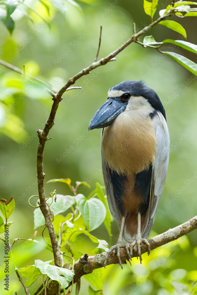 Boat-billed Heron roosting at the local pond Boat-billed Heron roosting at the local pond