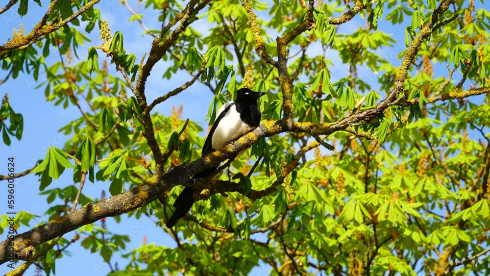 A magpie is driven off a chestnut branch by another magpie. A magpie is driven off a chestnut branch by another magpie.