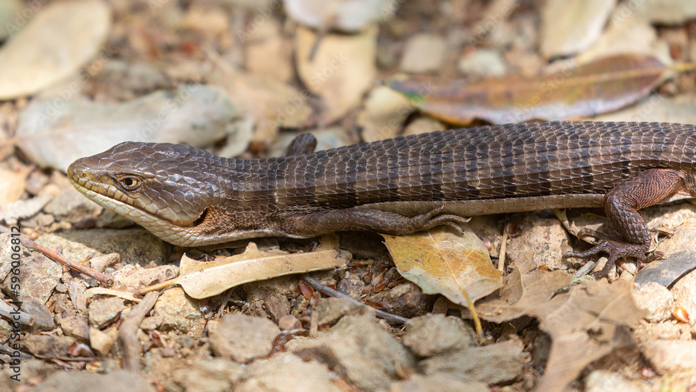 Adult California Alligator Lizard basking on trail. Santa Clara County, California, USA. Adult California Alligator Lizard basking on trail. Santa Clara County, California, USA.