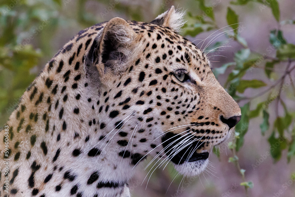 Fototapeta premium Portrait of a Leopard