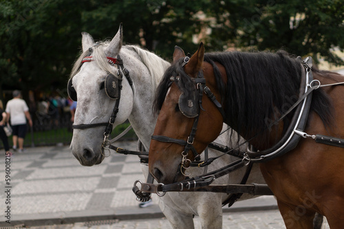 white and brown horses from a carriage at Prague czech republic city downtown