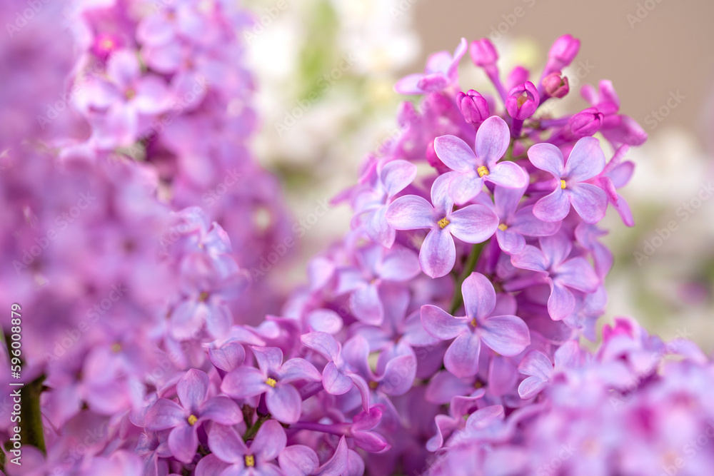 Violet purple lilac flowers background Violet purple lilac flowers background