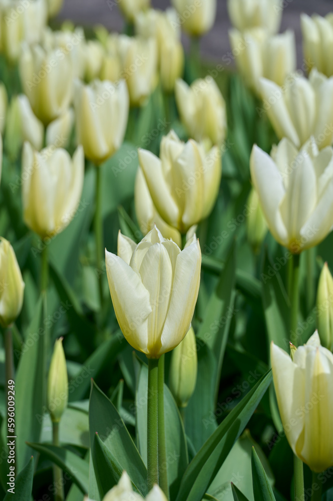 Field with white tulips Purissima Field with white tulips Purissima