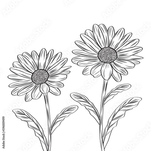 Beautiful Hand drawn daisy flower black and white