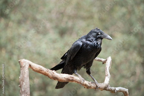 the australian raven is sitting on a perch