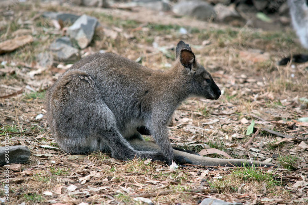 the red necked wallaby is resting on the ground the red necked wallaby is resting on the ground