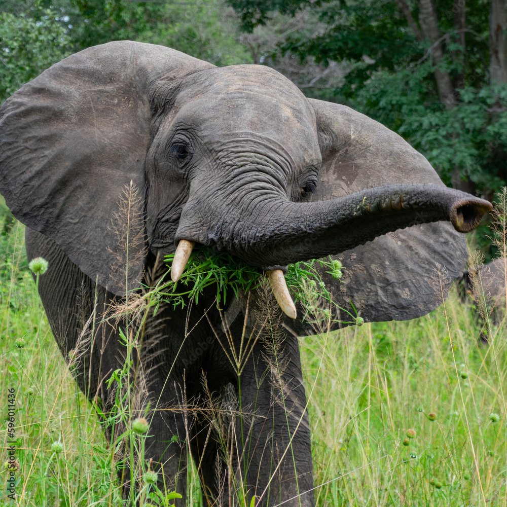 Fototapeta premium Elephant Eating