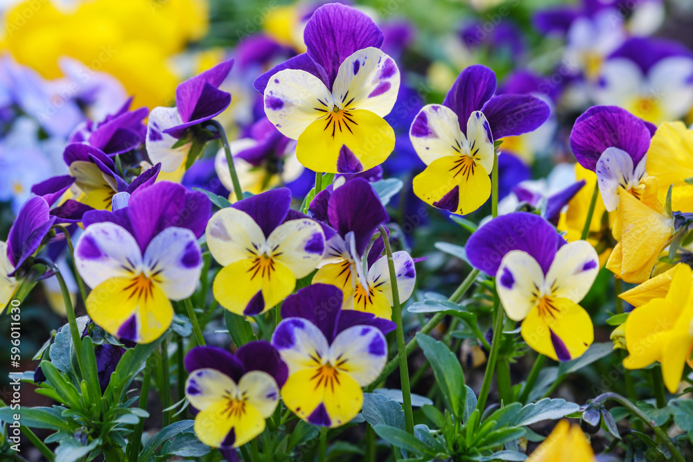 Obraz premium Heartsease or viola tricolor in garden in Bad Pyrmont, Germany, closeup.
