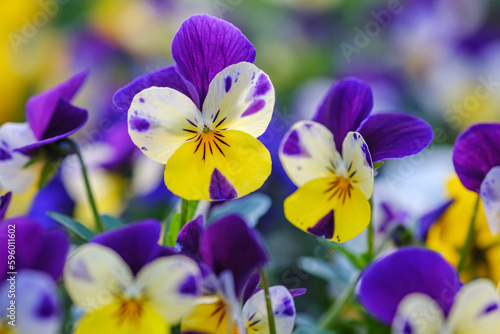 Heartsease or viola tricolor in garden in Bad Pyrmont, Germany, closeup.