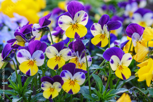 Heartsease or viola tricolor in garden in Bad Pyrmont, Germany, closeup.