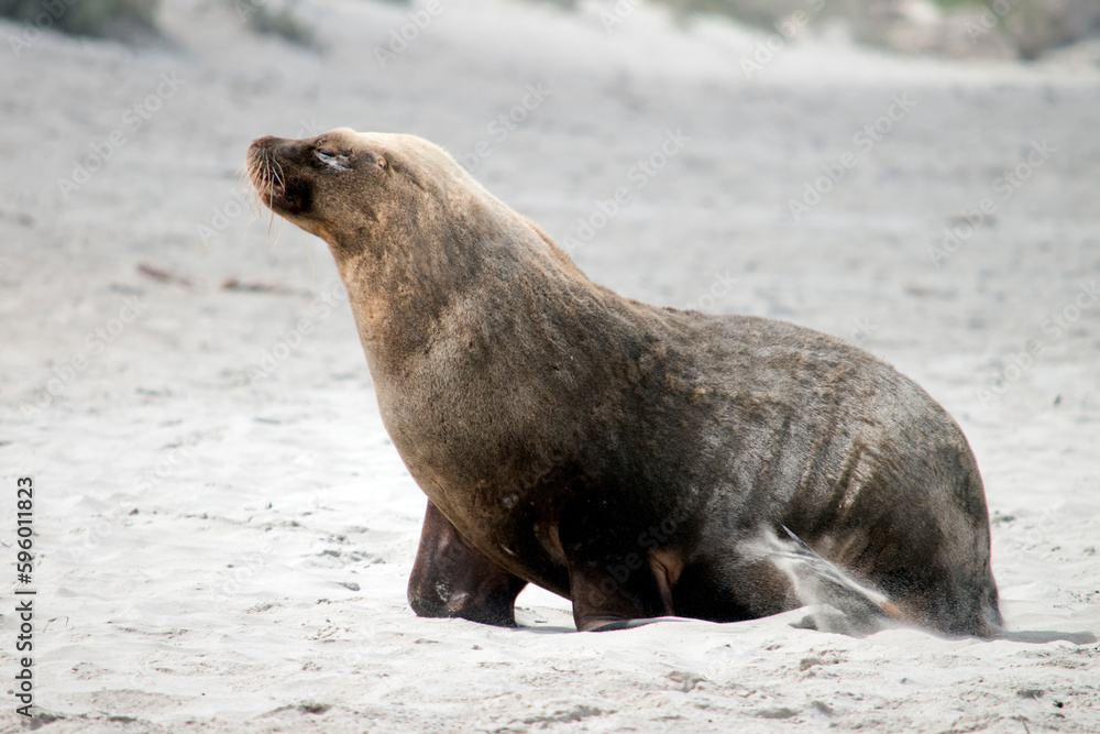 Fototapeta premium the sea lion is walking along the beach at seal bay