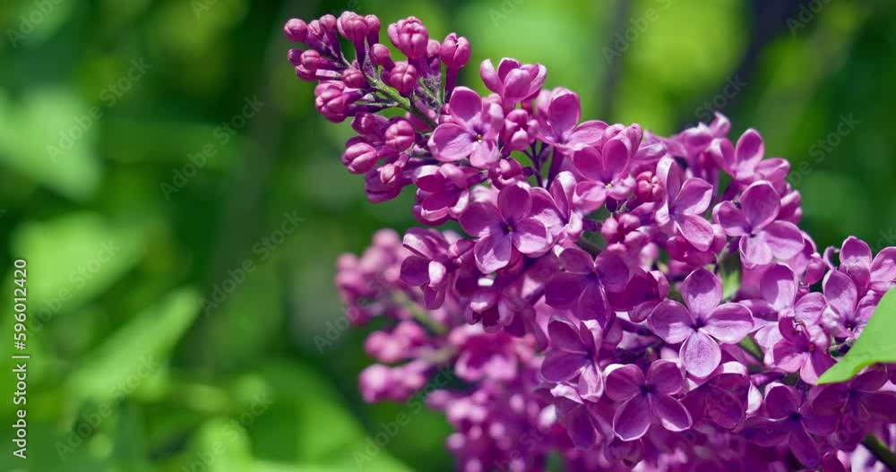 Purple lilac flowers blowing in wind Purple lilac flowers blowing in wind