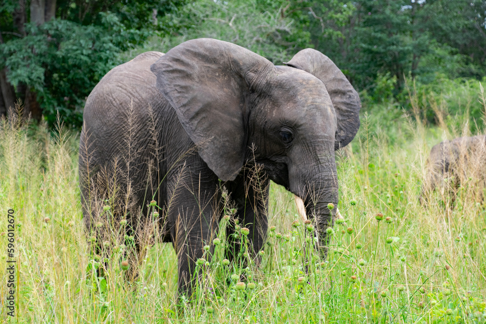 African Elephant